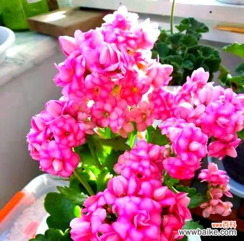 长寿鸟花的寓意和象征有哪些?