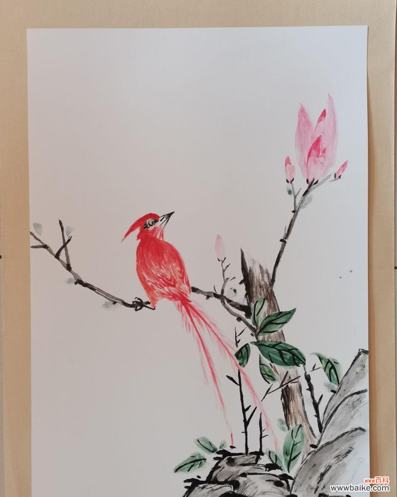 长寿鸟花的寓意和象征有哪些?