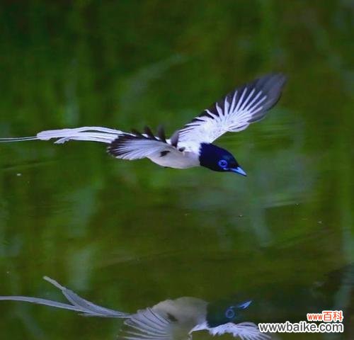 长寿鸟花的寓意和象征有哪些?