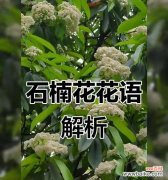哪种花象征幸福团圆？幸福团圆花语有哪些？