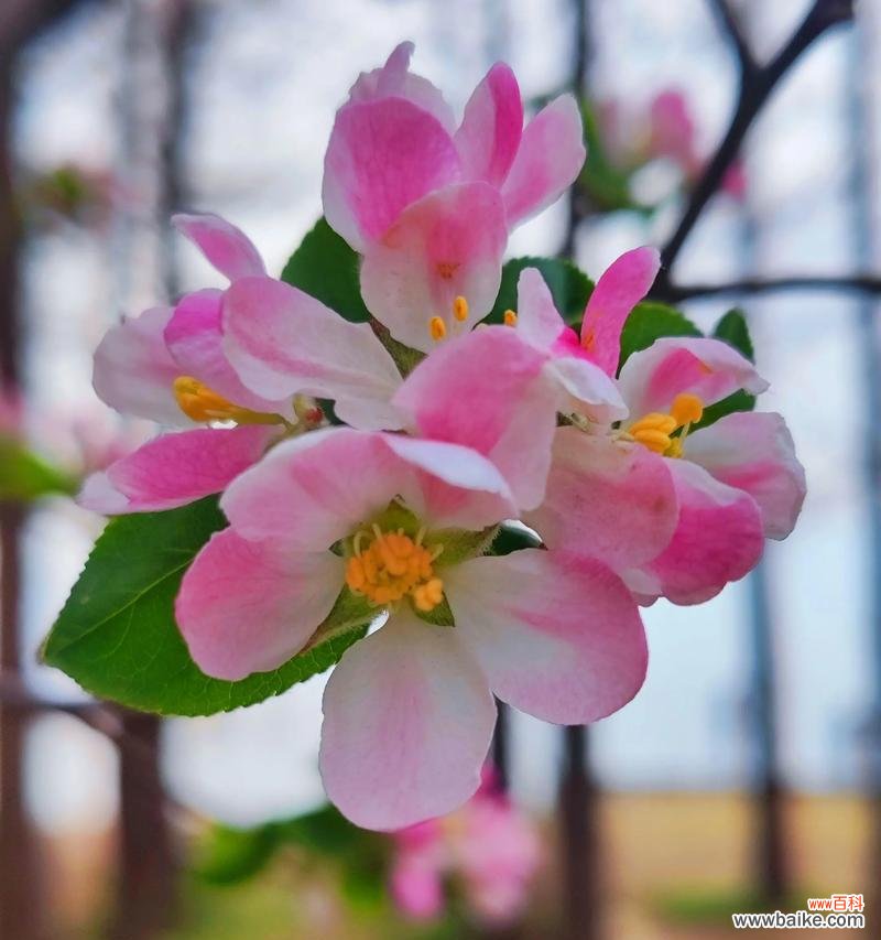 花的在文化的意义是什么?它们在不同文化中的象征意义是什么?