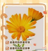 花的在文化的意义是什么？它们在不同文化中的象征意义是什么？