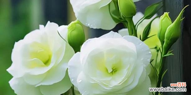 哪种颜色的花象征永恒？它们的含义是什么？