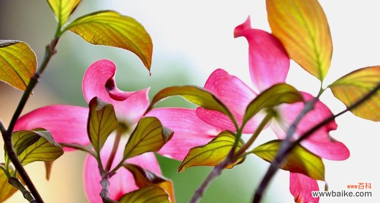 哪种颜色的花象征永恒？它们的含义是什么？