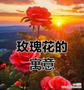哪种颜色的花象征永恒？它们的含义是什么？