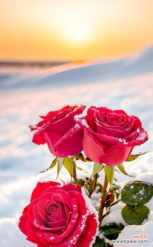 哪些花在西方象征爱情？