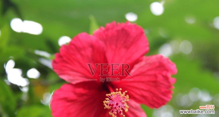 红色芙蓉花代表什么?芙蓉花的寓意有哪些?