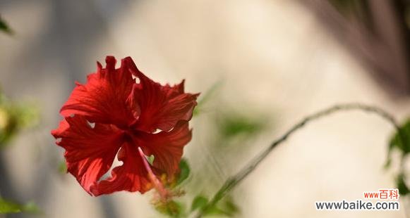 红色芙蓉花代表什么?芙蓉花的寓意有哪些?