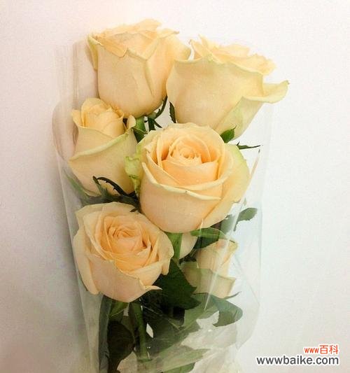 浪漫而珍贵的33朵香槟玫瑰,透露着什么样的情感? 33朵香槟玫瑰的意义与象征