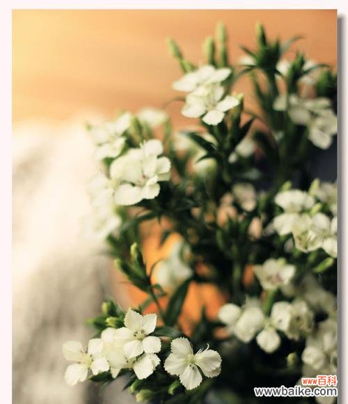 传递相思之情,揭示爱的真谛 相思梅的花语与寓意——爱情的永恒承诺