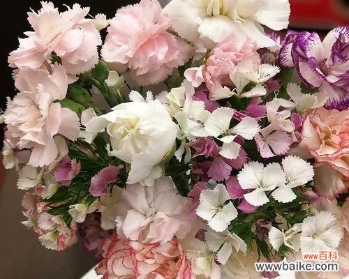 传递相思之情,揭示爱的真谛 相思梅的花语与寓意——爱情的永恒承诺