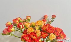 揭开鲜切花独特的象征性和美学特点 鲜切花的意义与价值