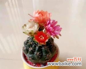 揭开仙人掌的神秘面纱，发现生命的坚韧力量 探寻仙人掌的寓意之旅