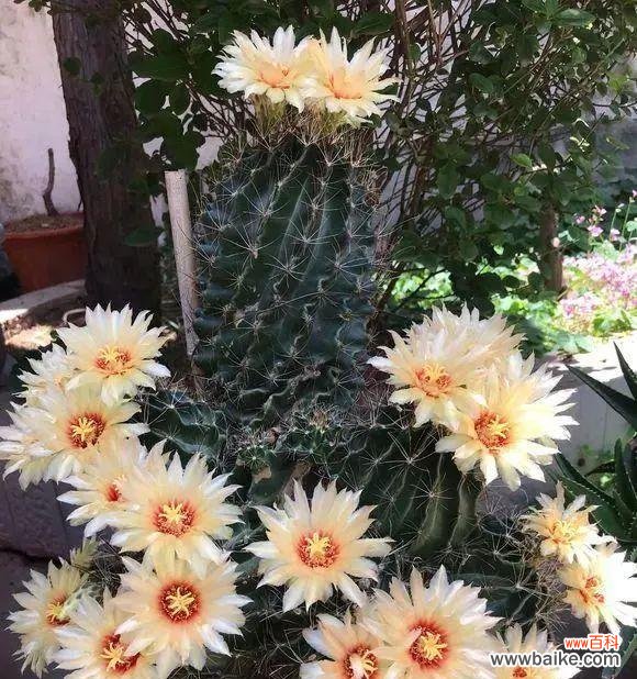 揭开仙人掌的神秘面纱，发现生命的坚韧力量 探寻仙人掌的寓意之旅