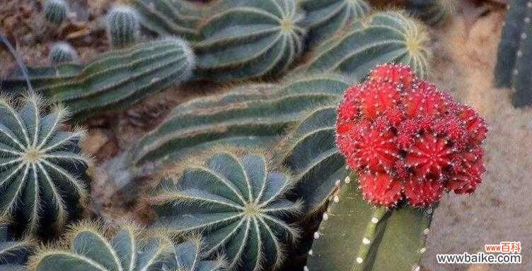 以仙人掌开花的寓意及象征意义分析 仙人掌盛开，寓意生命的坚韧与美丽