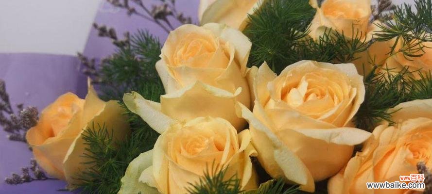 探寻十一朵香槟玫瑰的深层含义 十一朵香槟玫瑰的花语之美