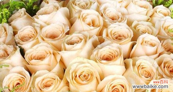 探寻十一朵香槟玫瑰的深层含义 十一朵香槟玫瑰的花语之美