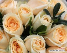 探索香槟玫瑰所传递的情感和象征 香槟玫瑰的花语和寓意