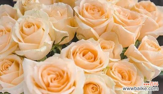 传递爱意和美好的祝福，玫瑰中的特别存在 香槟玫瑰的花语和寓意——探索温暖与浪漫的象征