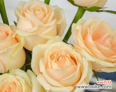 传递爱意和美好的祝福，玫瑰中的特别存在 香槟玫瑰的花语和寓意——探索温暖与浪漫的象征