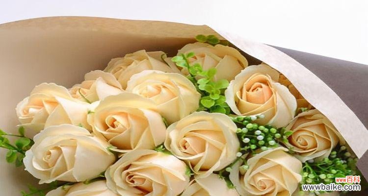 浪漫神秘的花语语言 香槟玫瑰花语浪漫意义揭秘