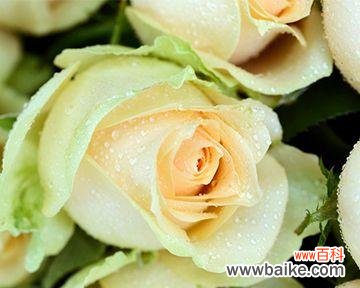 浪漫神秘的花语语言 香槟玫瑰花语浪漫意义揭秘