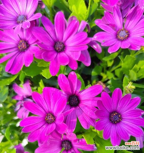 唤醒心灵的花语之美 瓜叶菊花语