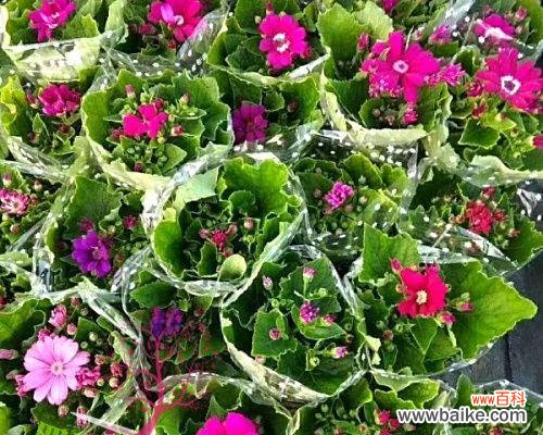 唤醒心灵的花语之美 瓜叶菊花语