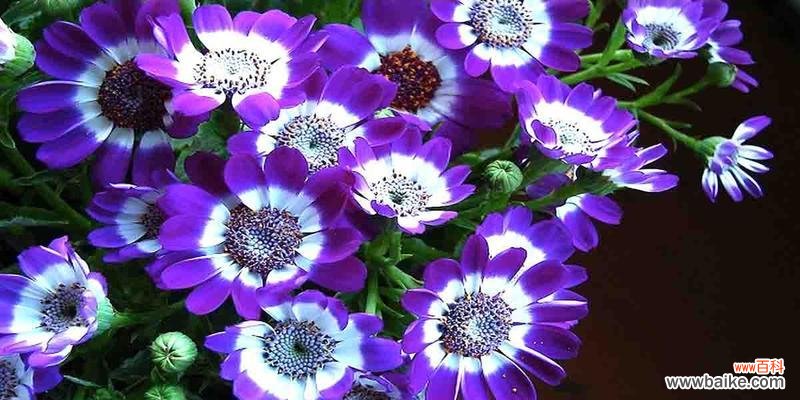 唤醒心灵的花语之美 瓜叶菊花语