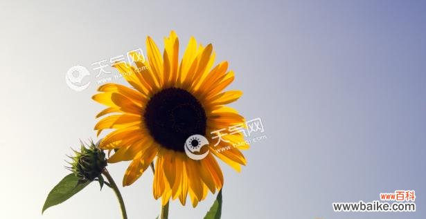 向日葵的开放与坚韧 向日葵花语