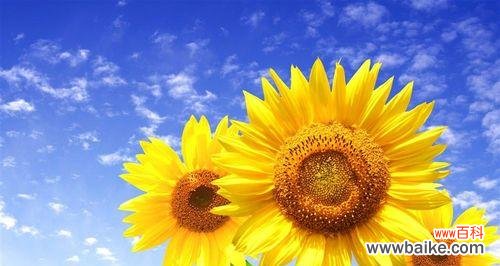 向日葵的开放与坚韧 向日葵花语