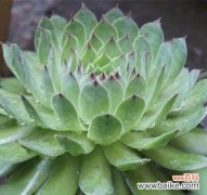 探索观音莲花背后的深意 观音莲的花语和寓意