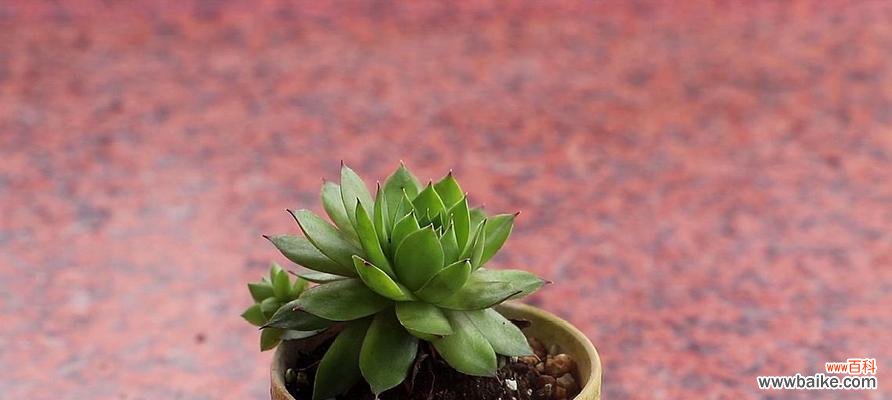 探索观音莲花背后的深意 观音莲的花语和寓意