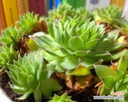 探索观音莲花背后的深意 观音莲的花语和寓意