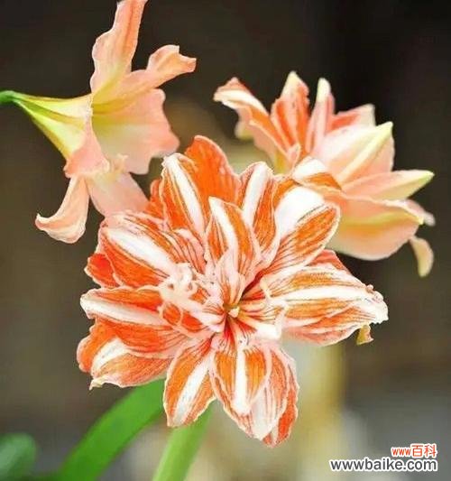 以孤挺花，生日花语体质虚羽的魅力探索