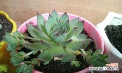 揭示观音莲开花的寓意和象征意义 以观音莲开花代表的意义