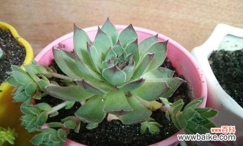 揭示观音莲开花的寓意和象征意义 以观音莲开花代表的意义