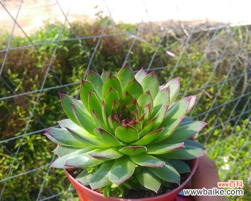 揭示观音莲开花的寓意和象征意义 以观音莲开花代表的意义