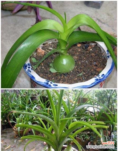 探索广东万年青开花的文化内涵与意义 广东万年青开花的寓意与象征