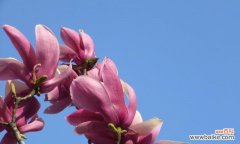 探寻广玉兰花的深层意义 广玉兰花