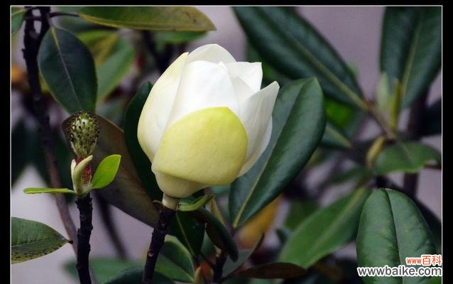 探寻广玉兰花的深层意义 广玉兰花