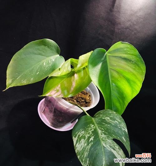 与坚持共舞的生命之道 龟背竹