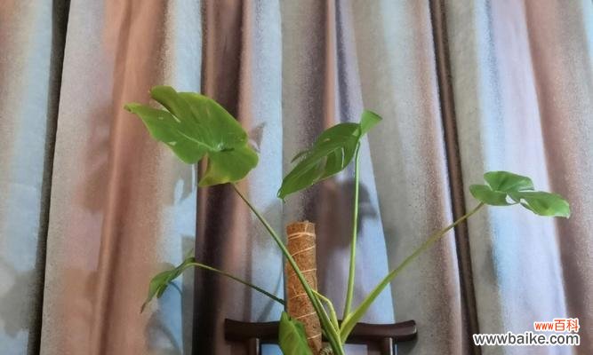 与坚持共舞的生命之道 龟背竹