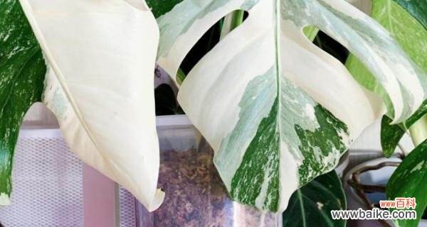 与坚持共舞的生命之道 龟背竹