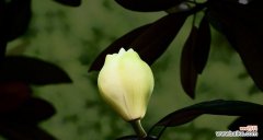 芬芳怒放 广玉兰花语