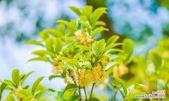 香气四溢的桂花 桂花的花语和象征