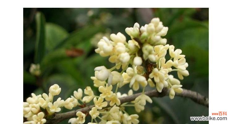 香气四溢、美丽动人 桂花的花语与寓意——芳香绵长的佳品