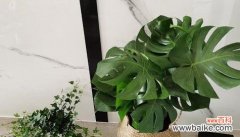 龟背竹的象征与传承 龟背竹的花语意义