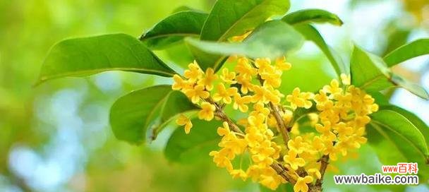 桂花的花语 桂花的花语与寓意