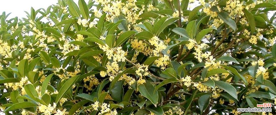 桂花之美与情感表达 桂花的花语意义